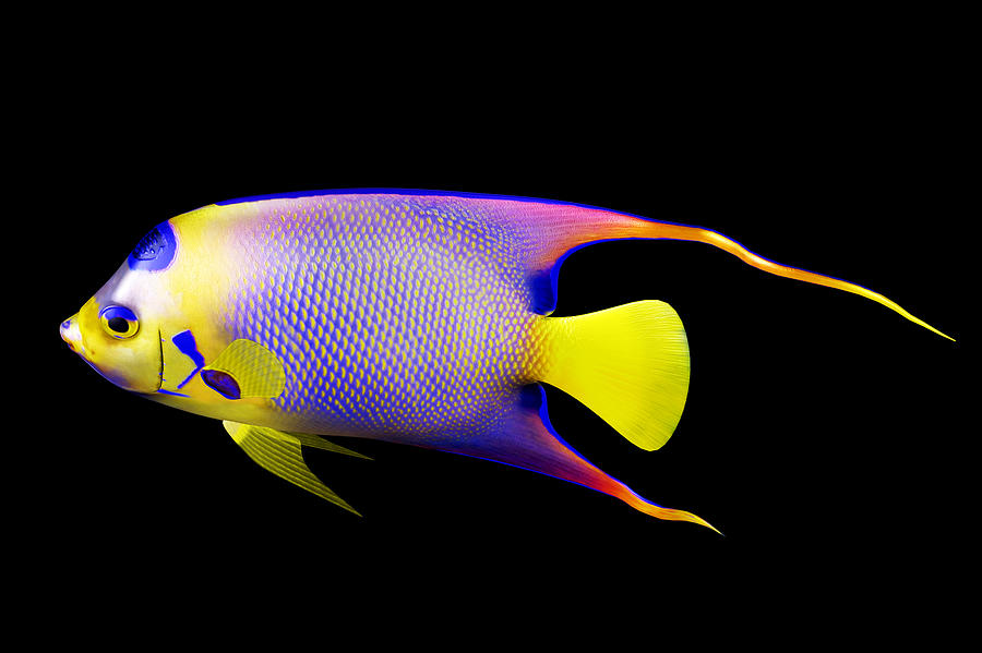 Queen Angelfish Digital Art by Koji