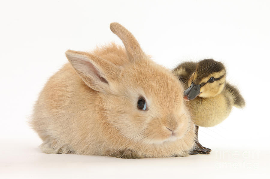 Duck Photograph - Rabbit And Duckling #3 by Mark Taylor