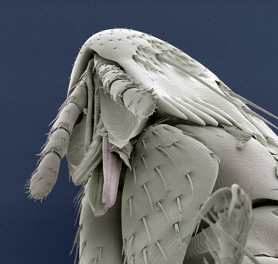 Rabbit Flea Sem Photograph By Steve Gschmeissner Fine Art America