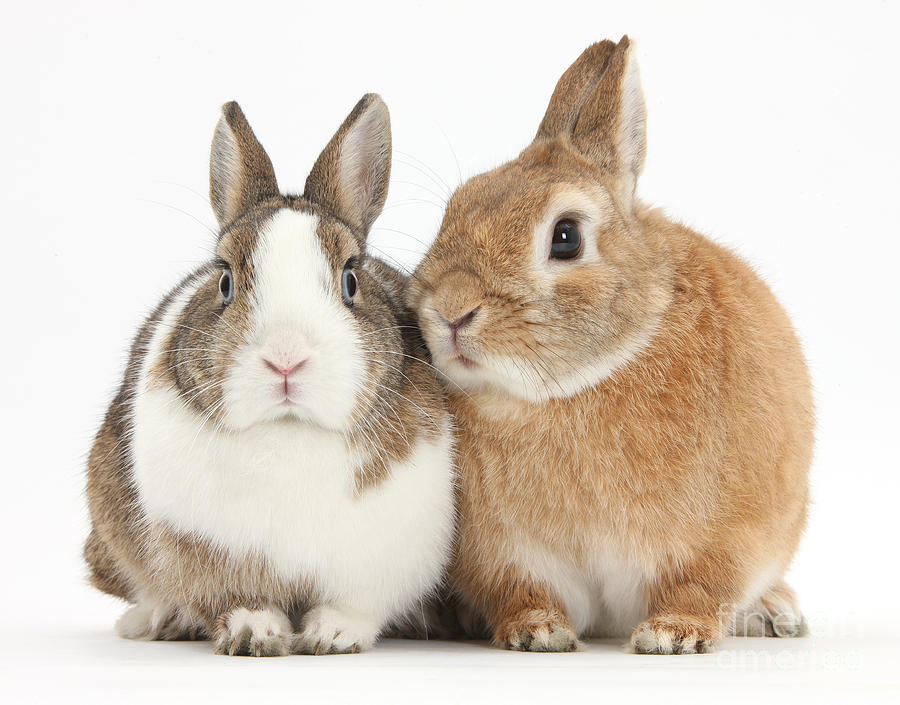 Rabbits Photograph By Mark Taylor Fine Art America