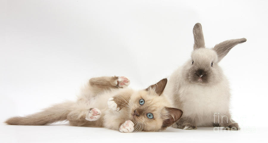 Nature Photograph - Ragdoll-cross Kitten And Young #2 by Mark Taylor