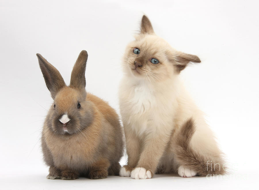 Ragdoll-cross Kitten And Young Rabbit #2 Photograph by Mark Taylor