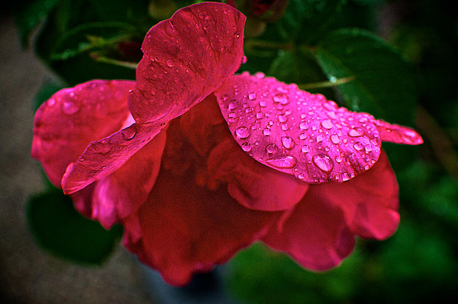Raindrops On A Rose #2 Photograph by Prince Andre Faubert