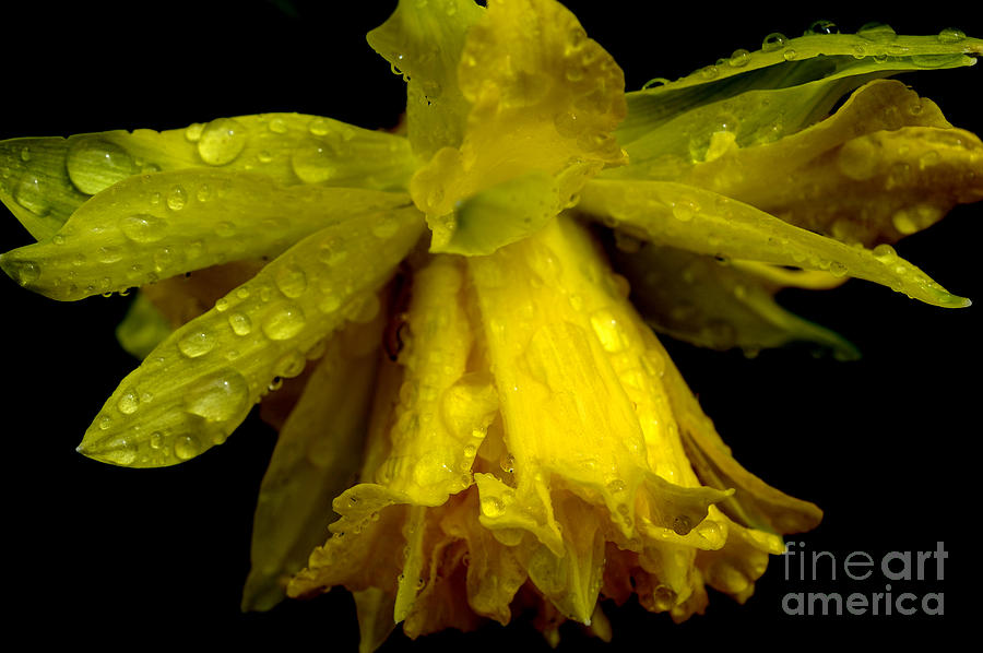 Spring Photograph - Raindrops on Double Daffodil #2 by Thomas R Fletcher