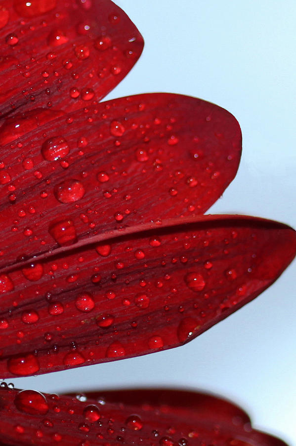 Raindrops on Red Flower #2 Photograph by Sheila Kay McIntyre