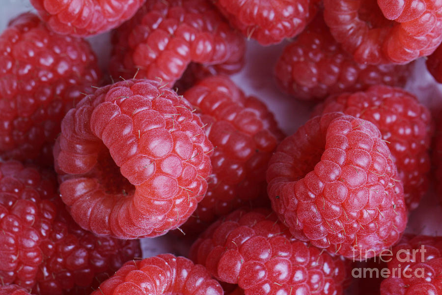Raspberries #2 Photograph by Photo Researchers
