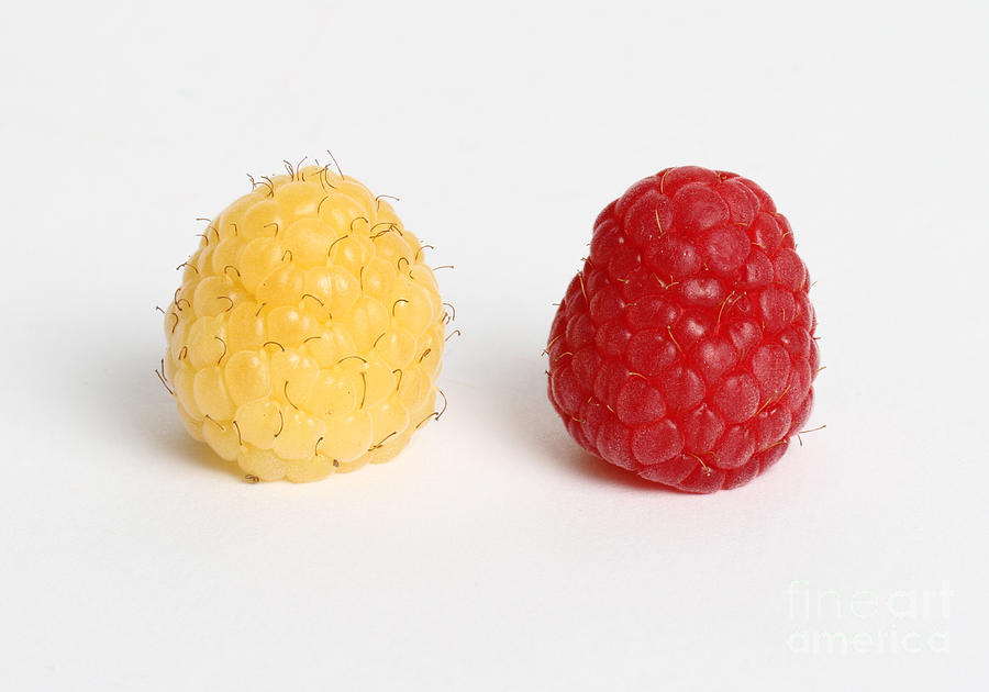 Red And Golden Raspberries #2 Photograph by Photo Researchers, Inc.