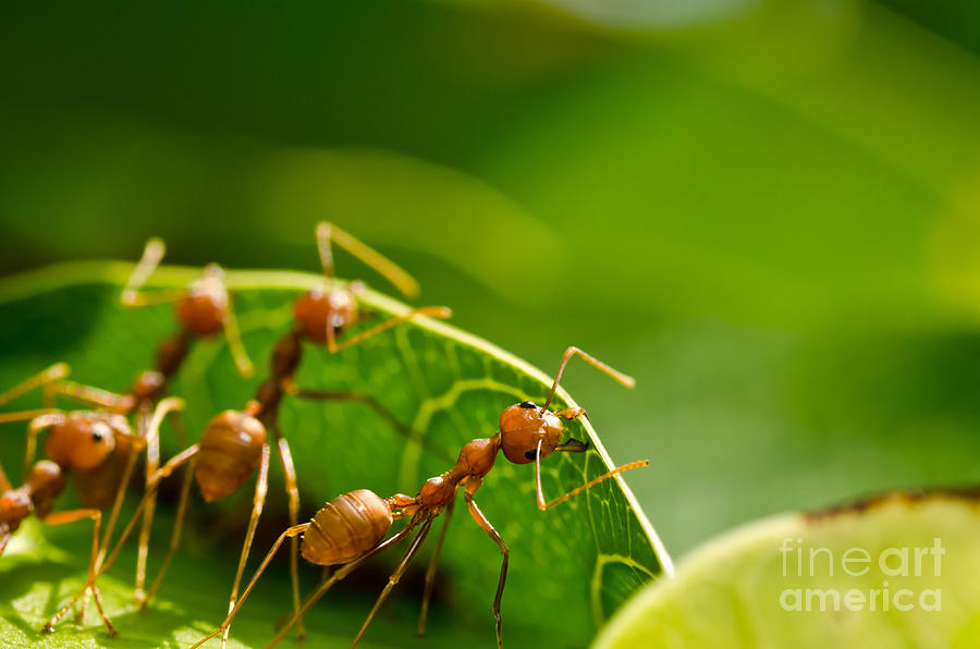 Ant Photograph - Red ants team work #2 by Peerasith Chaisanit