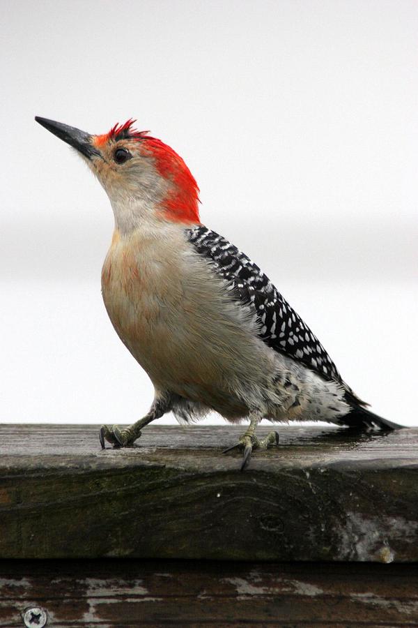 Red Bellied Woodpecker #2 Photograph by Rick Rauzi