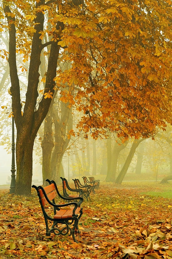 Red benches in the park Photograph by Jaroslaw Grudzinski - Fine Art ...