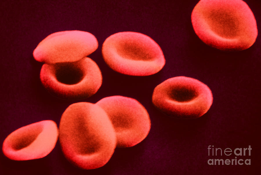 Red Blood Cells #2 Photograph by Omikron