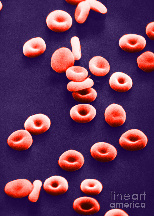 Red Blood Cell Photograph - Red Blood Cells, Sem #2 by Omikron