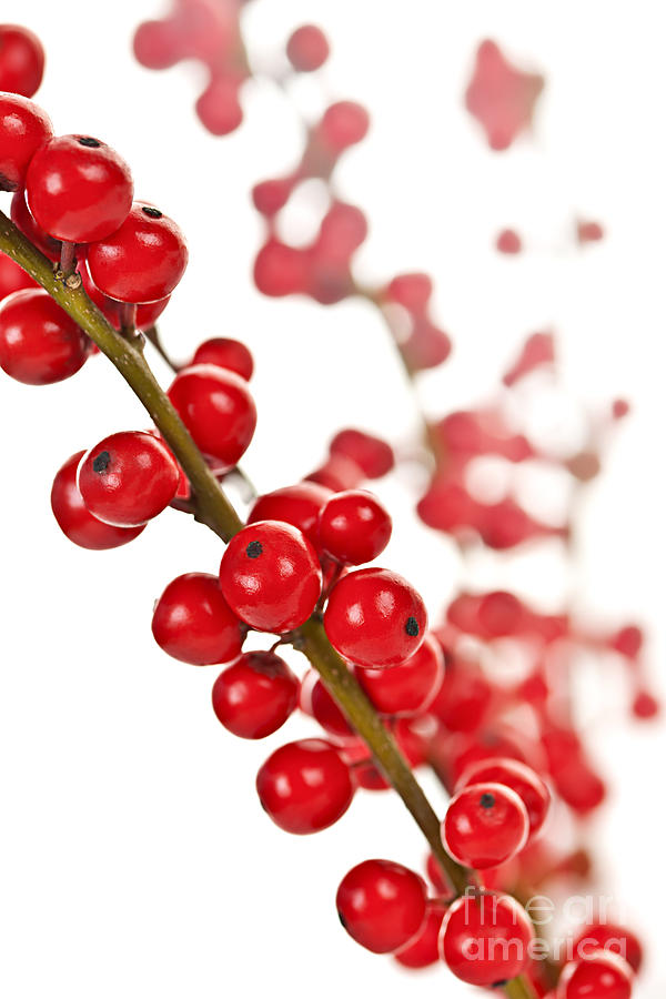 Red Christmas berries 1 Photograph by Elena Elisseeva