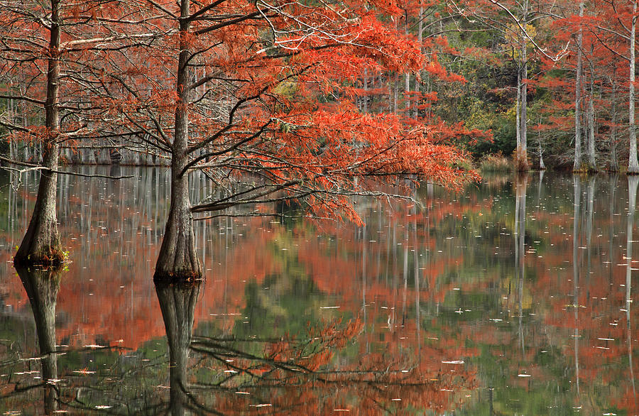 Landscape Photograph - Red Cypress Trees #2 by Iris Greenwell
