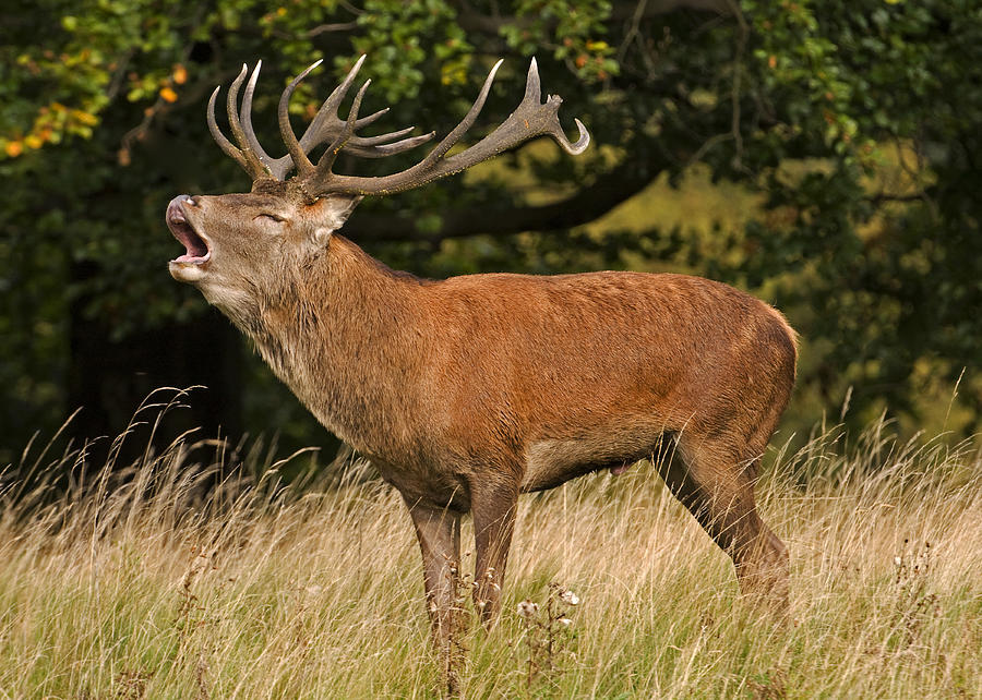 Red Deer Stag. #2 Photograph by Paul Scoullar