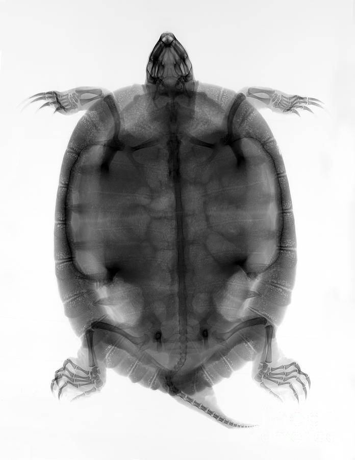 Turtle Photograph - Red-eared Slider Turtle X-ray #3 by Ted Kinsman