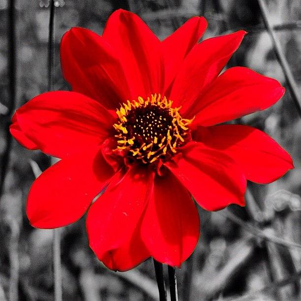 Nature Photograph - Red Flower #2 by Luisa Azzolini