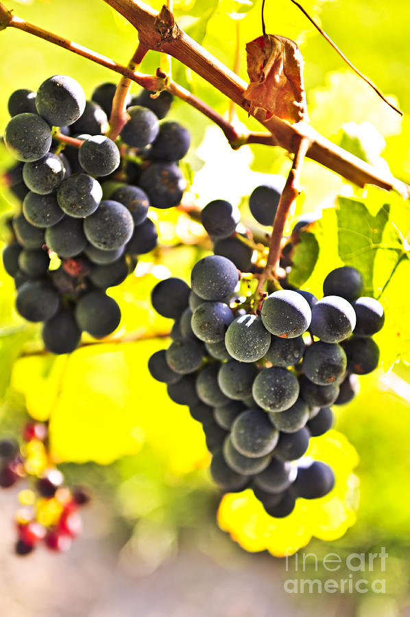 Grape Photograph - Red grapes 2 by Elena Elisseeva