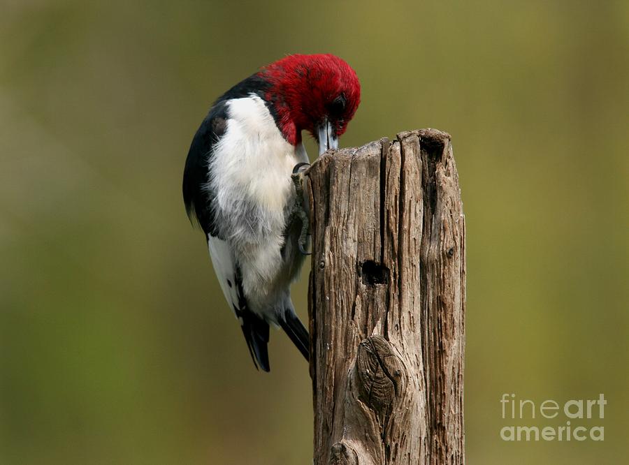 Red-headed Woodpecker #2 Photograph by Jack R Brock