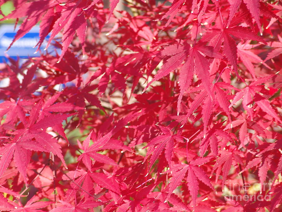 Red Leaves 2 #2 Photograph by Rod Ismay