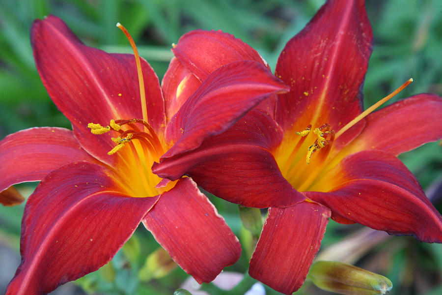2 Red Lilies hz Photograph by Donna Corless