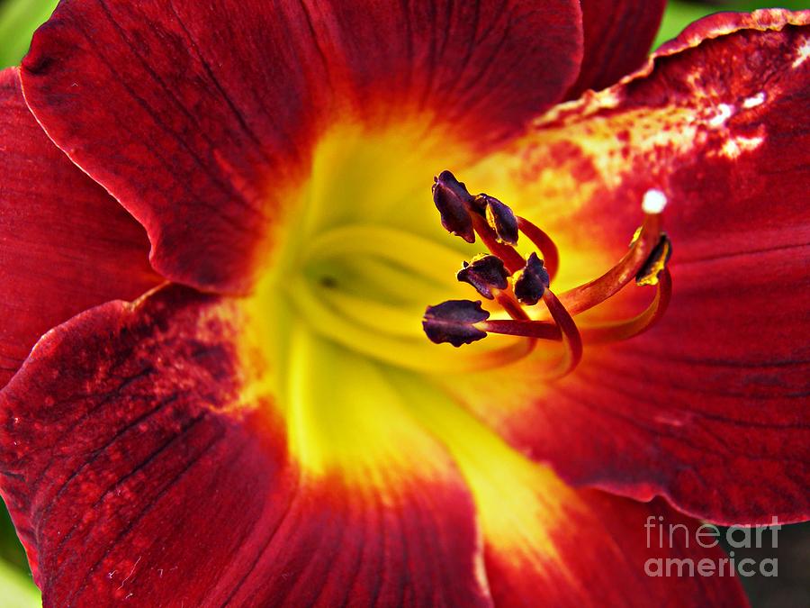 Lily Photograph - Red Lily Center 6 by Sarah Loft