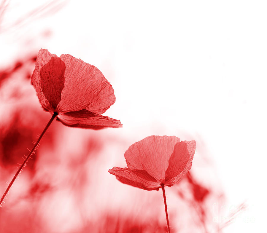 Red poppies #2 Photograph by Kati Finell