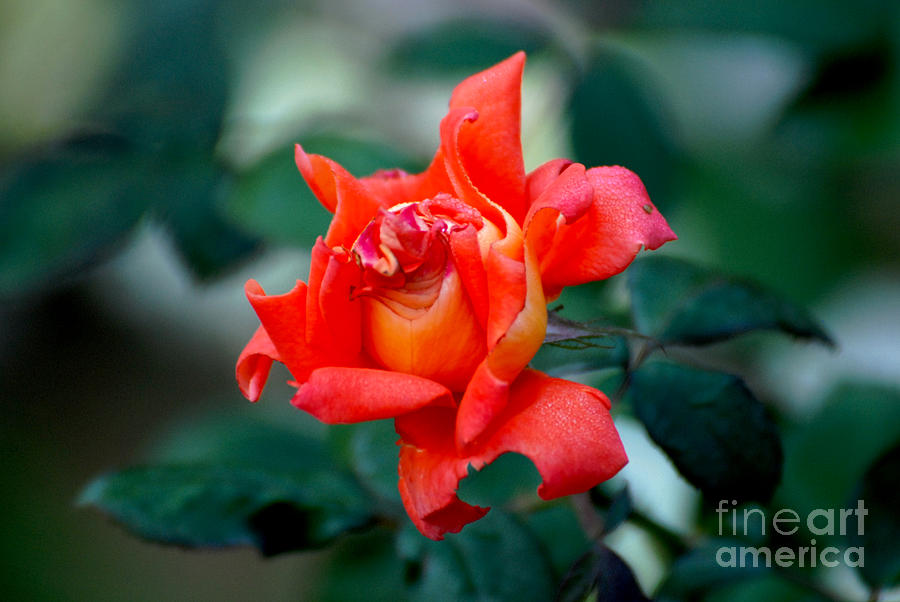 Nature Photograph - Red Rose #2 by Pravine Chester