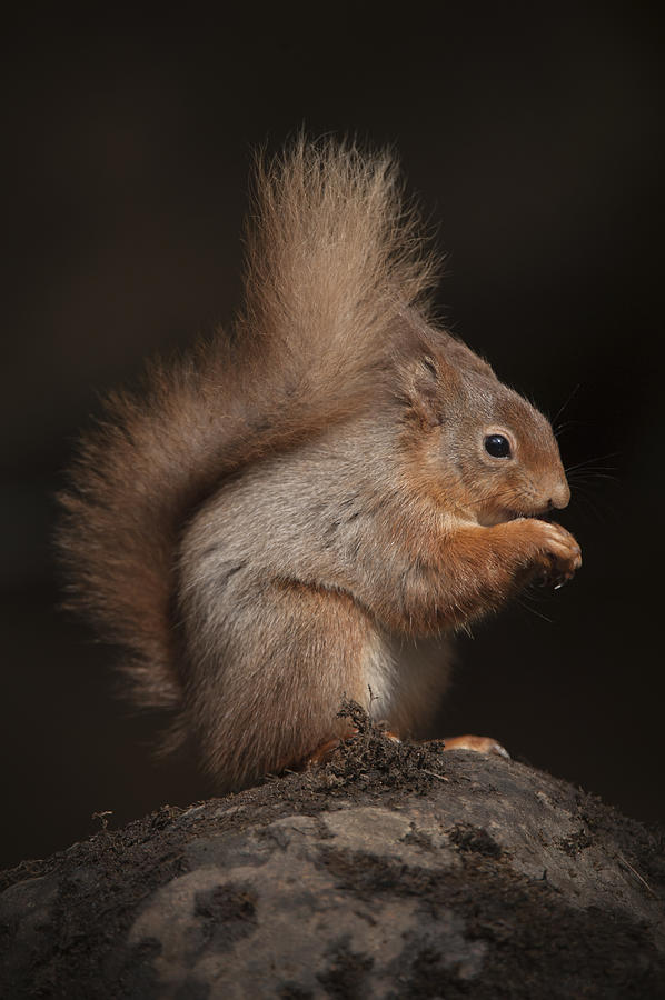Red Squirrel #2 Photograph by Andy Astbury