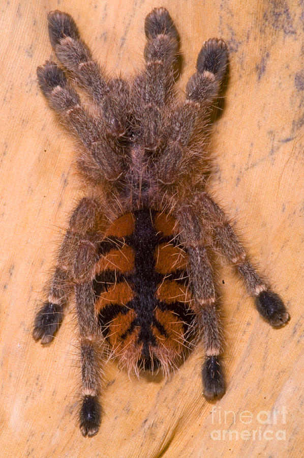 mexican pink toe tarantula