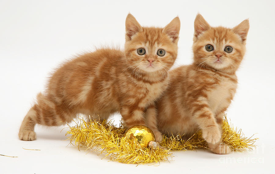 Red Tabby Kittens And Tinsel #2 Photograph by Jane Burton