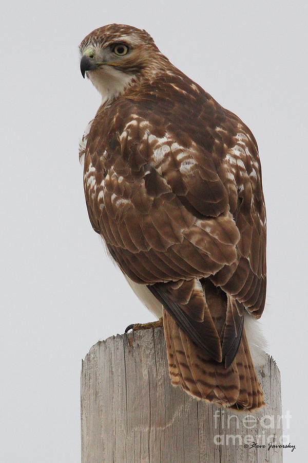 Red Tail Hawk #2 Photograph by Steve Javorsky