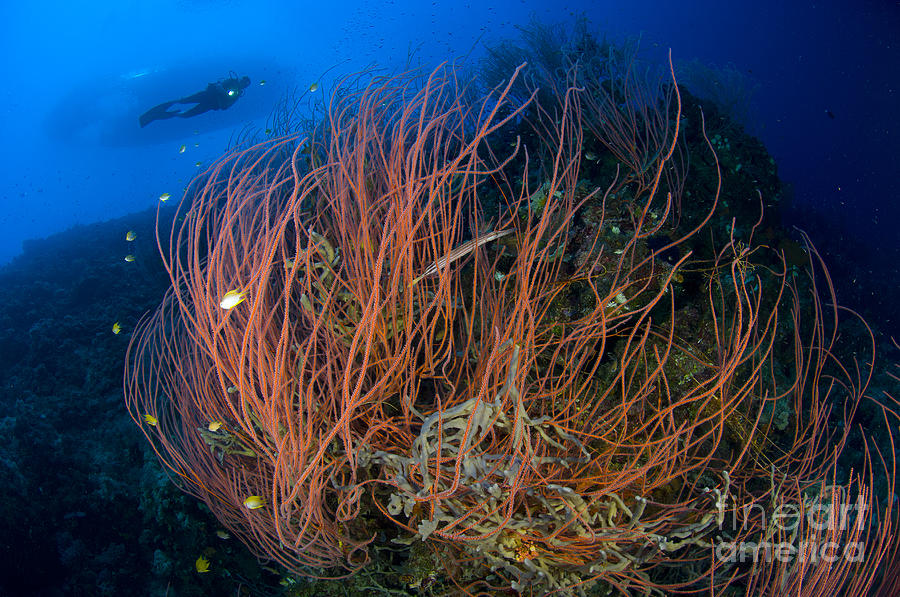 Red Whip Coral Sea Fan With Diver #2 Photograph by Steve Jones