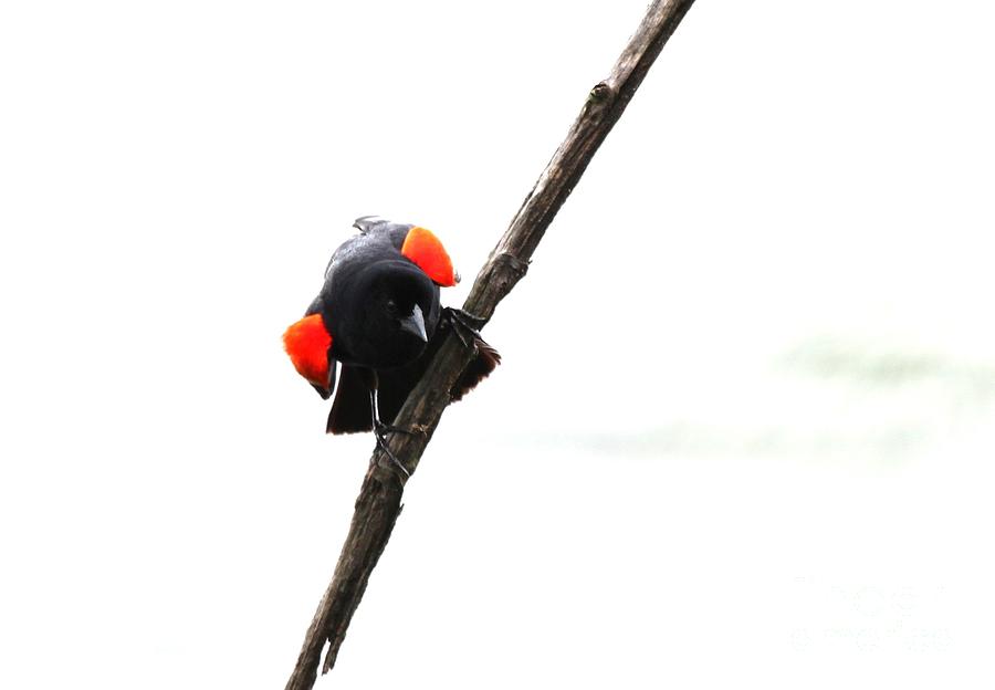 Red-winged Blackbird #2 Photograph by Jack R Brock