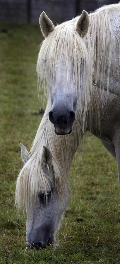 Redwing Horses Photograph by Darren Burroughs - Fine Art America