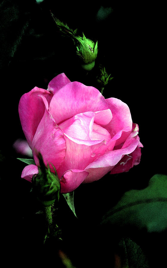 Regal Rose Photograph by Karen Harrison Brown