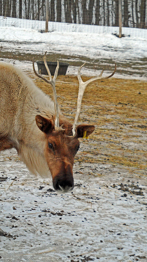 Reindeer Games #2 Photograph by Cyryn Fyrcyd