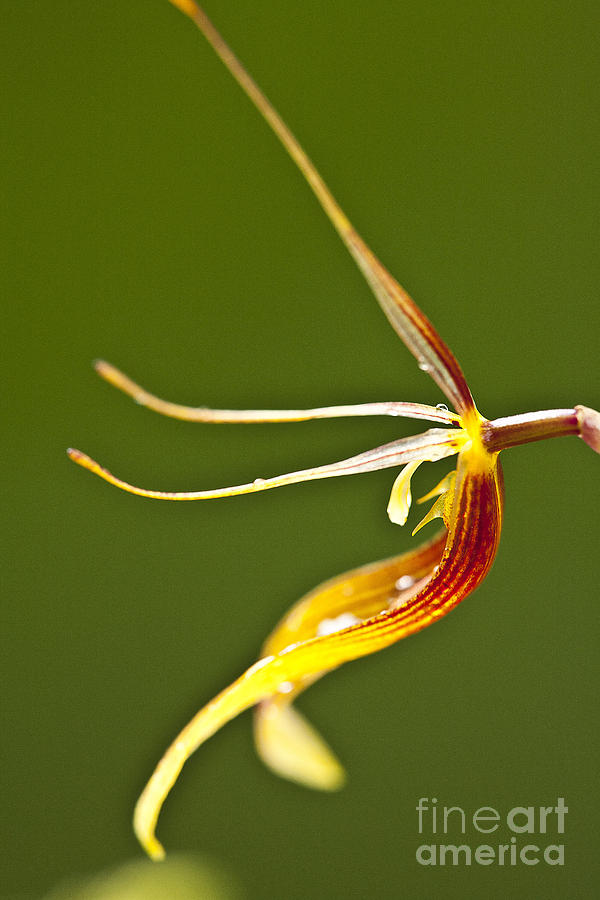 Restrepia iris orchid Photograph by Heiko Koehrer-Wagner