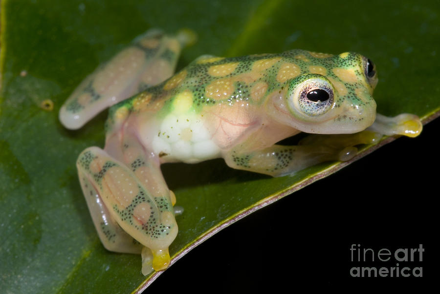Reticulated Glass Frog #2 Photograph by Dante Fenolio