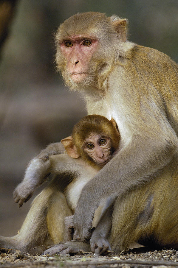 Rhesus Macaque Macaca Mulatta Mother #2 Photograph by Pete Oxford