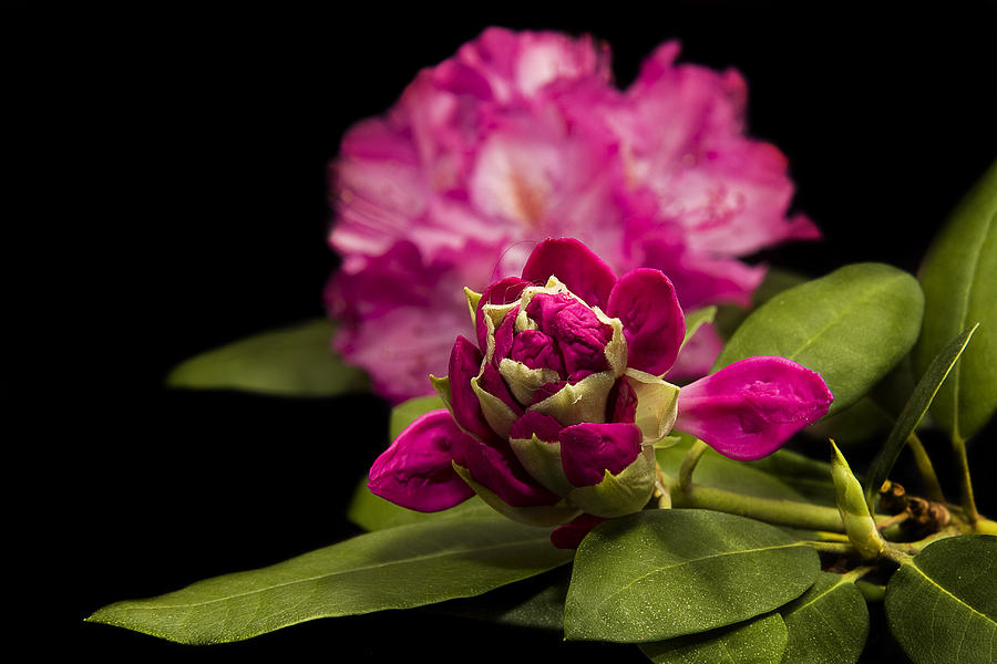 Rhododendron Beauty #2 Photograph by Trudy Wilkerson
