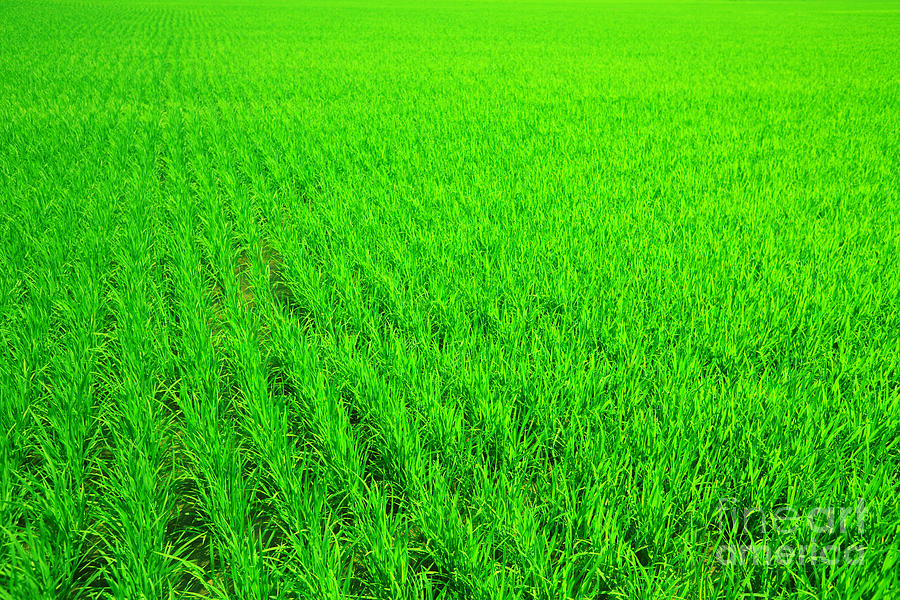 Rice Field Photograph