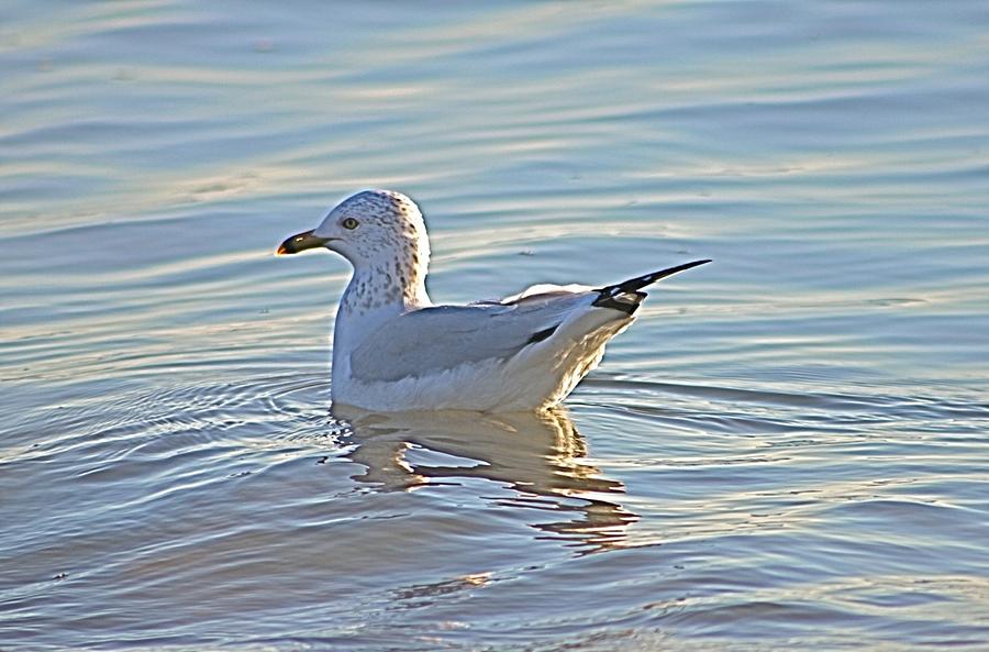 Ring-billed Gull #2 Photograph by Jeanne Juhos