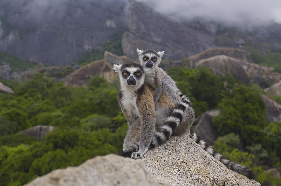 Ring-tailed Lemur Lemur Catta Mother #2 Photograph by Pete Oxford