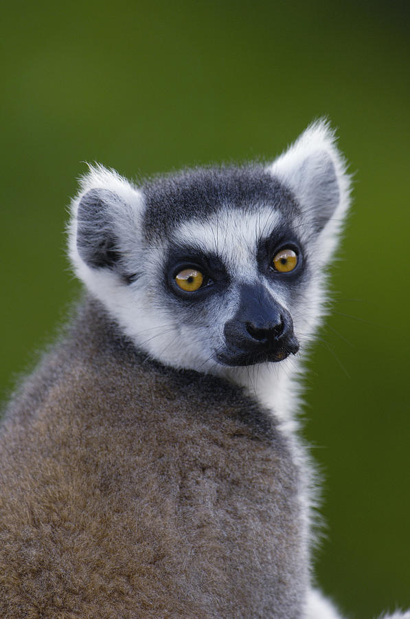 Ring-tailed Lemur Lemur Catta Portrait #2 Photograph by Pete Oxford