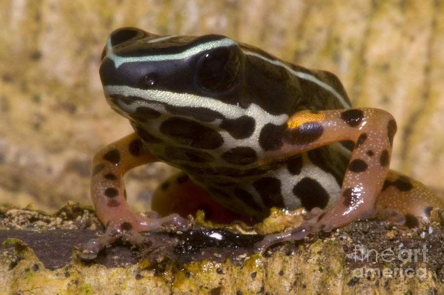 Rio Madeira Poison Frog #2 Photograph by Dante Fenolio