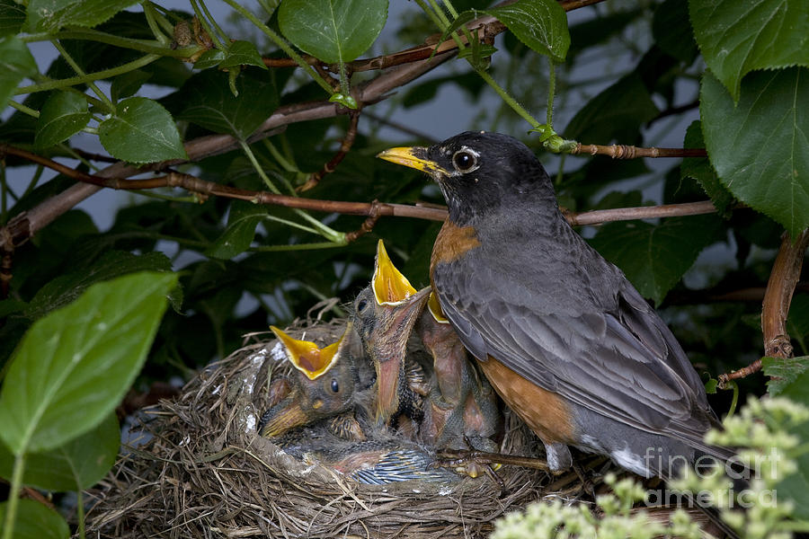 Robin Photograph - Robin Feeding Its Young #2 by Ted Kinsman