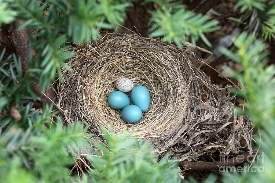 Robin Photograph - Robins Nest And Cowbird Egg #2 by Ted Kinsman