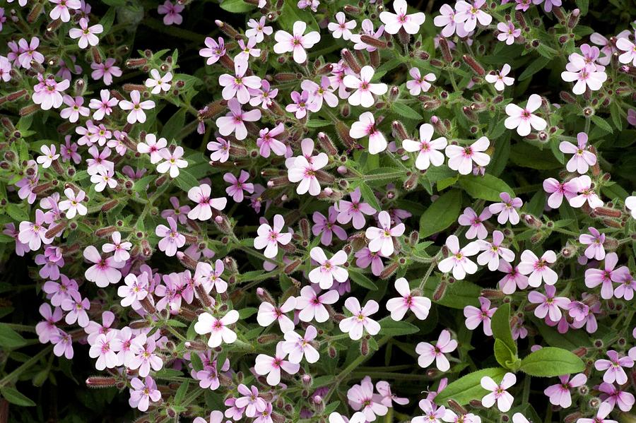 Rock Soapwort (saponaria Ocymoides) Photograph by Bob Gibbons