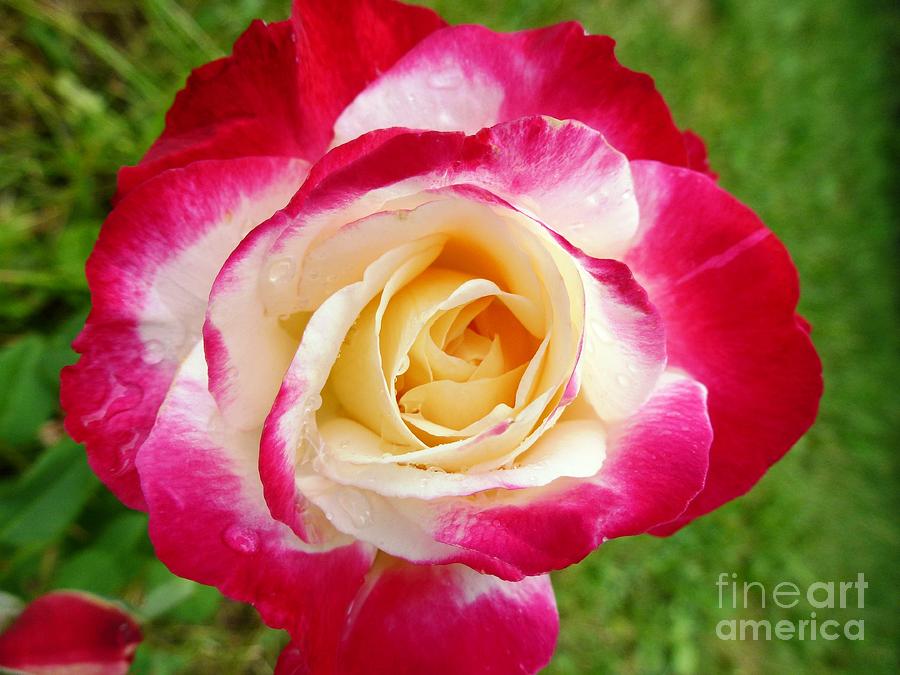 Rose #2 Photograph by Amalia Suruceanu